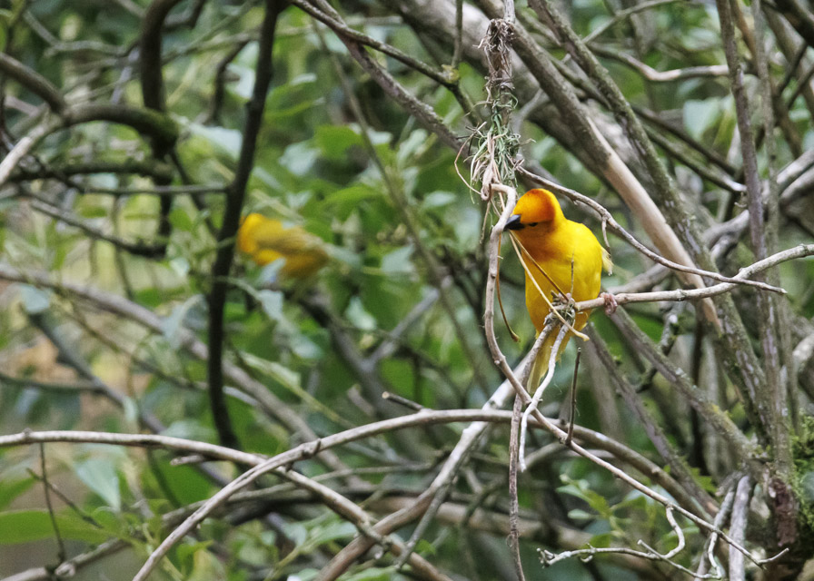 Woodland Park Zoo — photo 59
